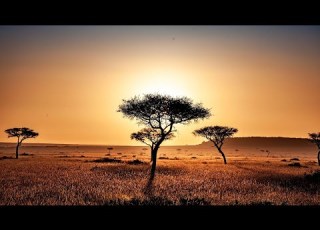  The African Savanna Африканская саванна