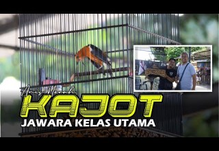 Anis Merah KAJOT Sang Jawara Kelas Utama 16Th Anniversary Tabanan BC