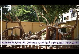 تفاصيل عمليات ترميم وتطوير شجرة العذراء مريم ضمن نقاط مسار العائلة المقدسة