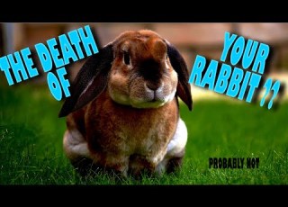 What Is Rabbit Hemorrhagic Disease RHDV And Should You Be Worried
