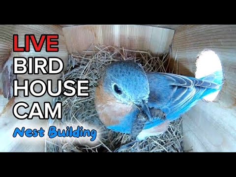 LIVE BIRDHOUSE CAM Bluebird House In Virginia Nest Building Soon