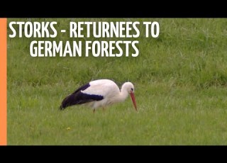 Black Storks Returnees To German Forests Full Documentary