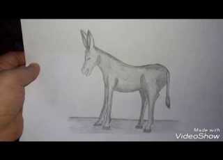  Draw The Donkey يلا نتعلم رسم الحمار بالرصاص خطوه بخطوه