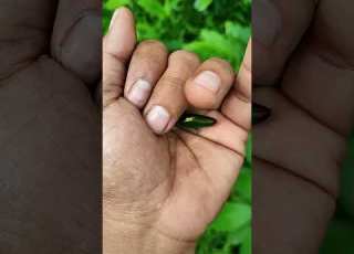  It Is The Smaller Shiny Jewel Beetle Part 2 Beautifulinsects Nature Anyuniqueanimals Insects