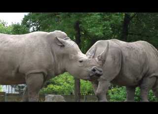  Rhino Rhinoceros Happy Sounds 1 Hour HD