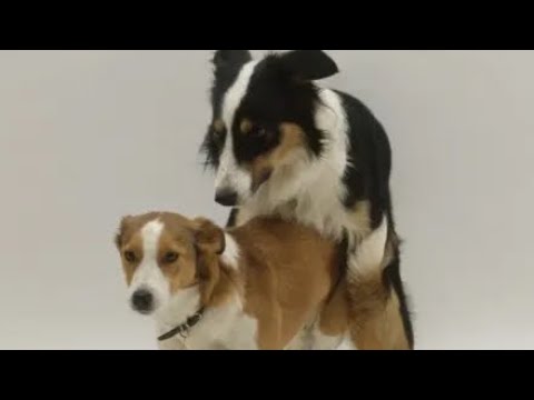 Mating Meeting Dog Happy To Waiting For Next Second Round Dogmom Dog Cutebaby