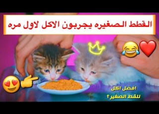 قطط صغيره تجرب الاكل لاول مره ايش الاكل المناسب Mohamed Vlog