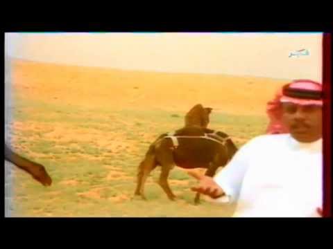 سلامه العبدالله ياعلي