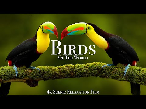 Birds Of The World 4K Scenic Wildlife Film With Calming Music