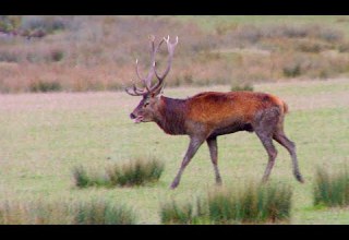 La Reproduction Sexuée Des Vertébrés Bilan Extrait