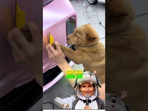 So The Real Boss Was The Puppy All Along Shortvideo So The Real Boss Was The Puppy All Along Shortvideo