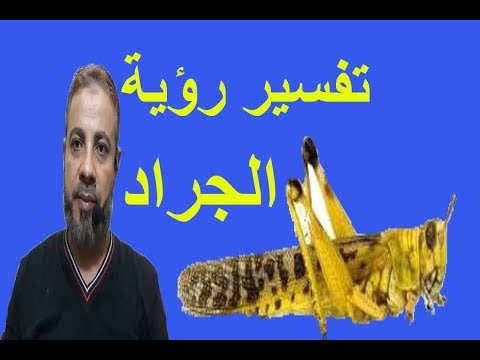 تفسير رؤية الجراد للعزباء والمتزوجة والحامل والرجل في المنام اسماعيل الجعبيري