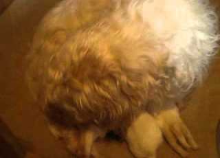 Nikki Nacky Noo And 5 Puppies