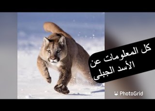 كل المعلومات عن الاسد الجبلى