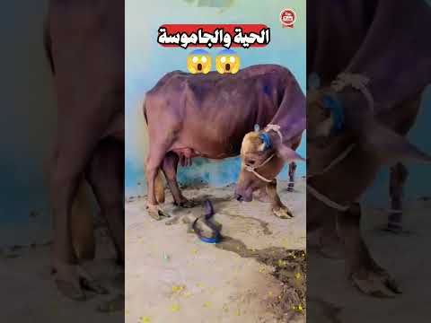 عاجل شاهد حية تحاول تلدغ الجاموسة