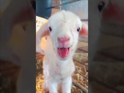 ياغنماتي انتي حياتي