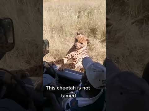 Cheetah Gets Too Close For Comfort Shorts Animals Cheetah Swns