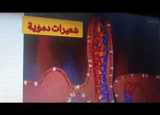 س تقع الزغابات في بطانة الامعاء الدقيقة الغليضة س هل يستطيع الانسان العيش بدون زغابات لماذا