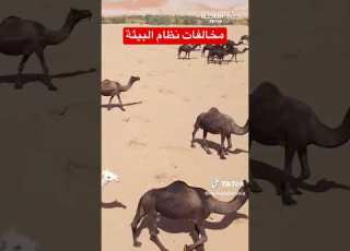  ترند السعودية الرياض السعودية البيئة مخالفات