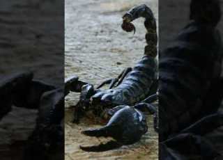 Voice Of Scorpion