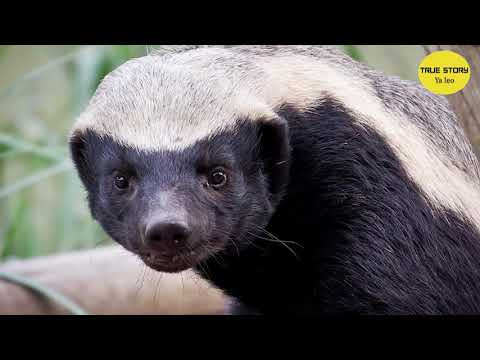 Fahamu Maajabu 16 Ya Kushangaza Kumuhusu Mnyama Nyegere Hapa Duniani