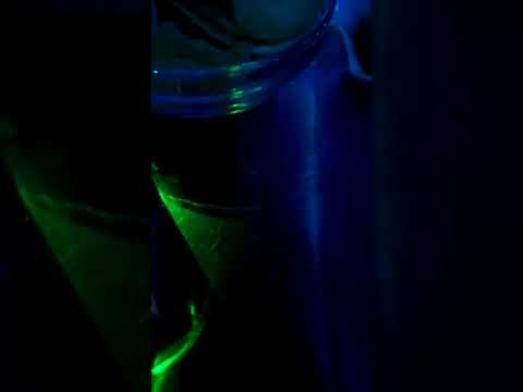 Kedaba Live Au Punjab