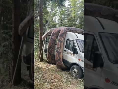 أكبر ثعبان تراها ثعبان غابة حيوانات اخطر حيوان