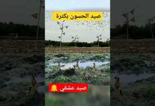 طريقة جد سهلة لصيد الحسون في بركة ماء