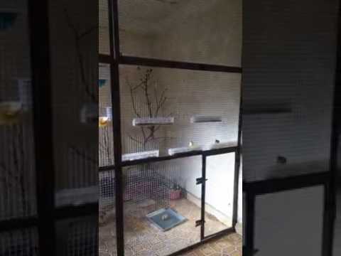 تربية طيور الكناري في قفص كبير