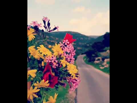 حالات واتس اب بدون حقوق محمد عبده ايوه قلبي عليك التاع