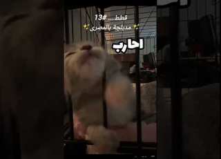  كله عشان الأكل قطط 13 MeowlyVA
