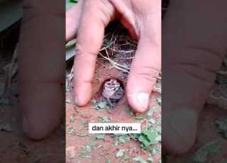  Funny Video Ep 225 Comedyvideo Shorts Shortsvideo Youtubeshorts Trending Foryou