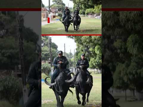 Poolisii Akkuma Fardaa Gafarsa Gulufu BBC News Afaan Oromoo