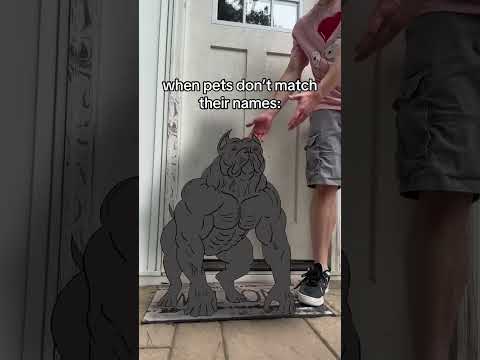 When Dogs Are Named Wrong NOT MINE Whatdoiputhere Funny Memes Daisy