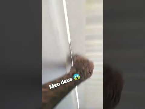 TÔ FICANDO PREOCUPADO COM A MINHA VIZINHA Shorts TÔ FICANDO PREOCUPADO COM A MINHA VIZINHA Shorts