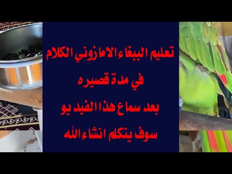 تعليم الببغاء الامازوني بجميع درجاته الكلام في فترة بسيطة بعد سماع هذا الفيديو السحري 2024