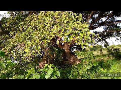 Dawa Ya Kutoa Uchawi Kuweka Mwili Vizuri