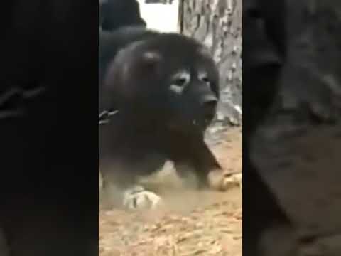 أخطر واشرس كلب قوقازي الراعي القوقازي