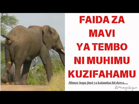 FAIDA ZA MAVI YA TEMBO TUMIA HIVI UJITIBU Whatsapp 255612205017