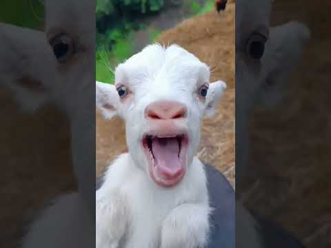 ياغنماتي انتو حياتي ياغنماتي ماع ماع معز العيد Oh My Sheep