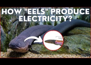 How EELS Produce Electricity By Kishor Singh Shorts