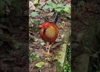 Wild Chicken Rooster Junglefowl