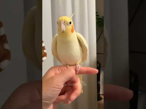 إذا كنت سعيد ا وتعرف ذلك بيو بيو Cockatielscraze