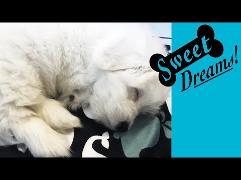 Dog Barking Soothe Your Pet Now With Calming White Noise Dog Sleep Sounds 10 Hours
