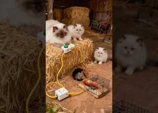  Will The Cat Make It In Time Cat Mouse Trap Catvsrat Suspense Shortsviral
