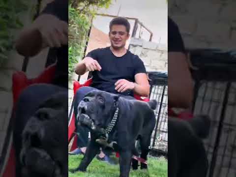 كل انواع الكلاب في فيديو