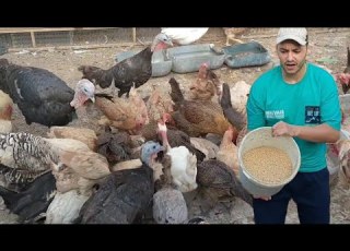 مشروع انتاج البيض البلدي من أنجح المشاريع بس أبدا صح واختار أفضل انوع الفراخ البلدى اللى متكلفكش كتي