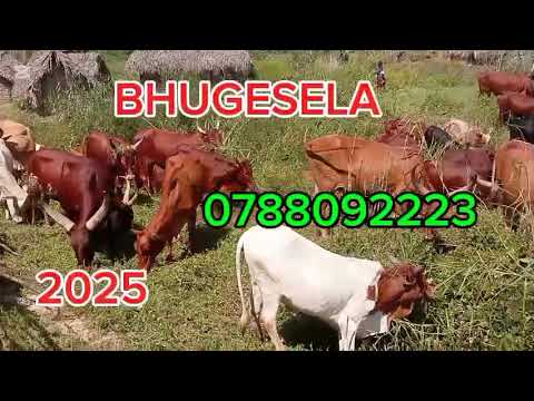 BHUGESELA CHAPA YA NG OMBE 2025