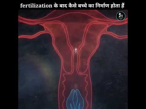How A Baby Is Formed After Fertilization Reproduction Fertility
