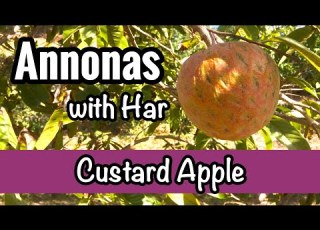  Annonas With Har Custard Apple Annona Reticulata